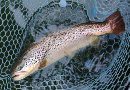 アタリ連発！ ～岡崎トラウトポンド～